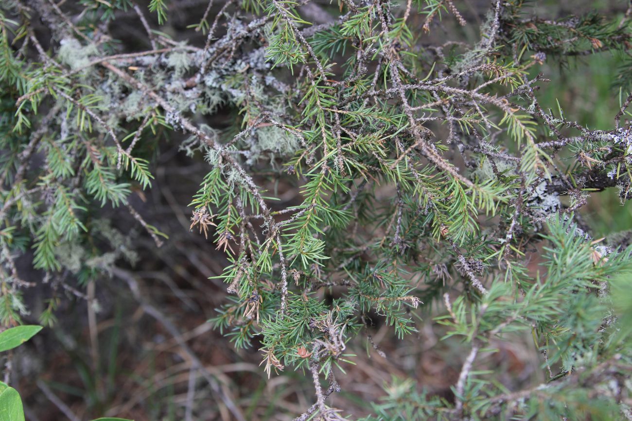 Изображение особи Picea obovata.