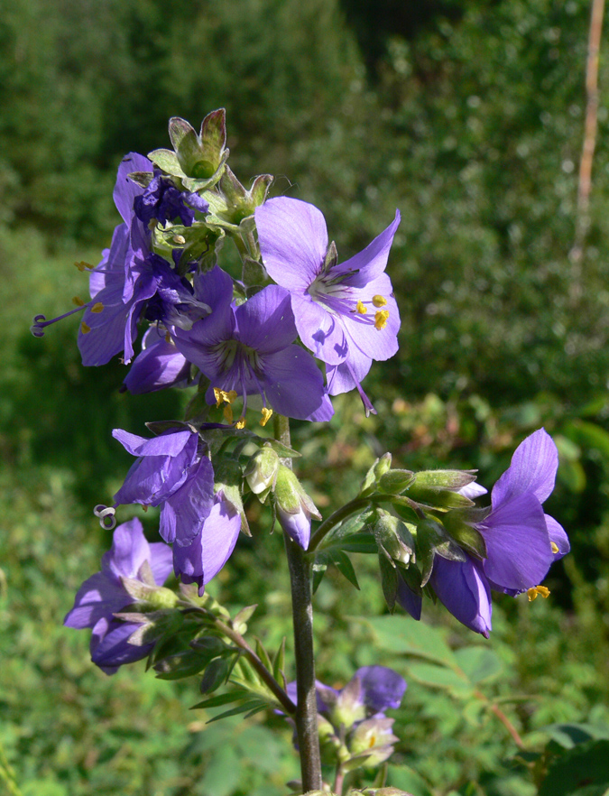 Image of Polemonium caeruleum specimen.