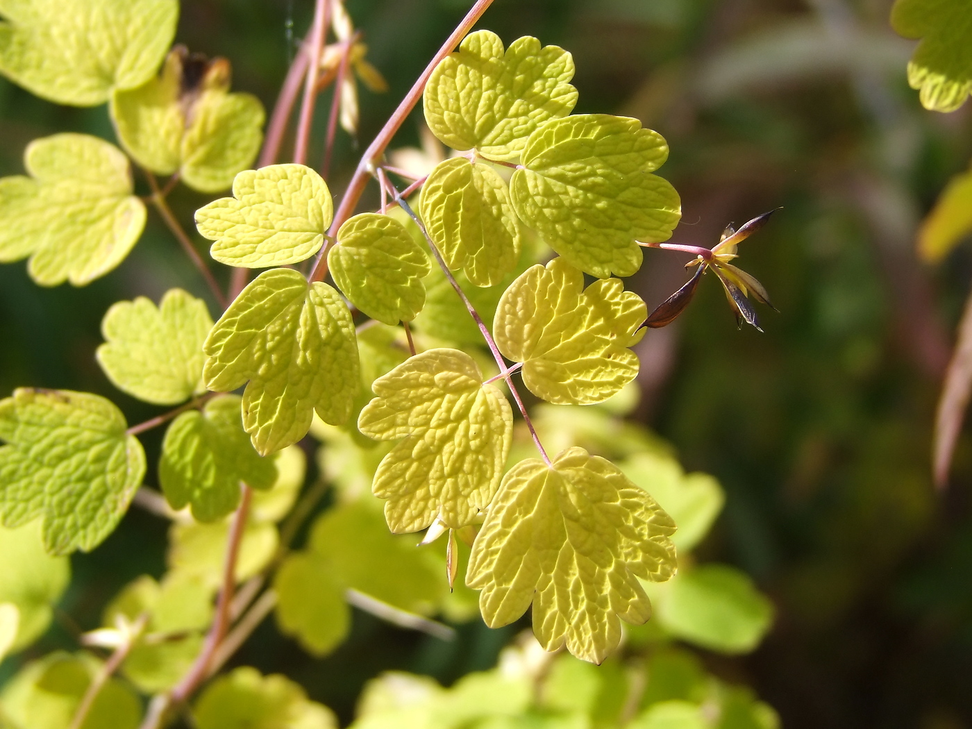 Image of Thalictrum sparsiflorum specimen.