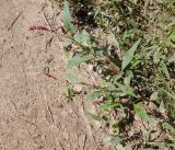 Persicaria lapathifolia