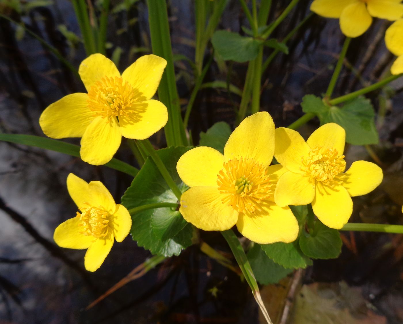 Изображение особи Caltha palustris.