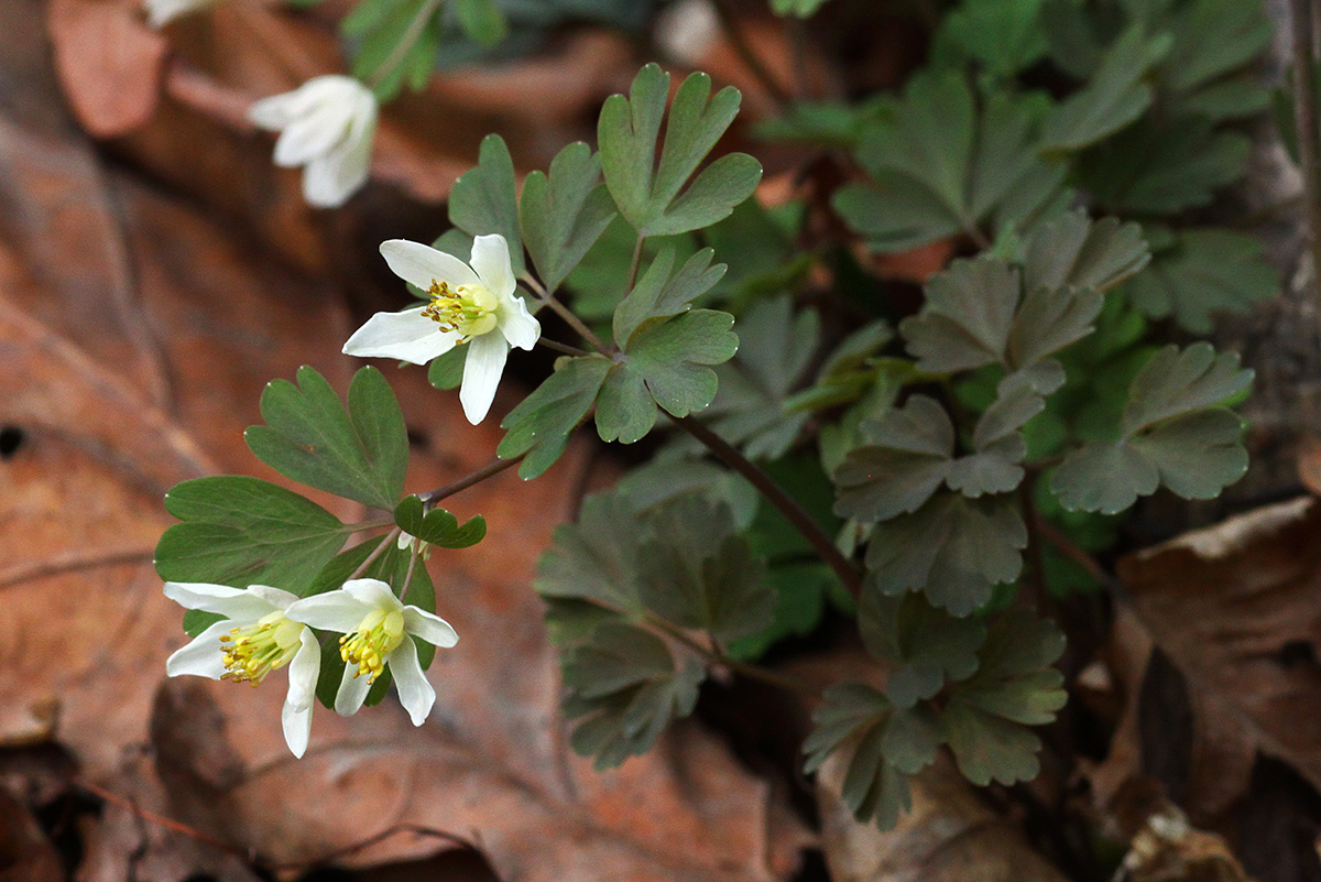 Image of Semiaquilegia manshurica specimen.