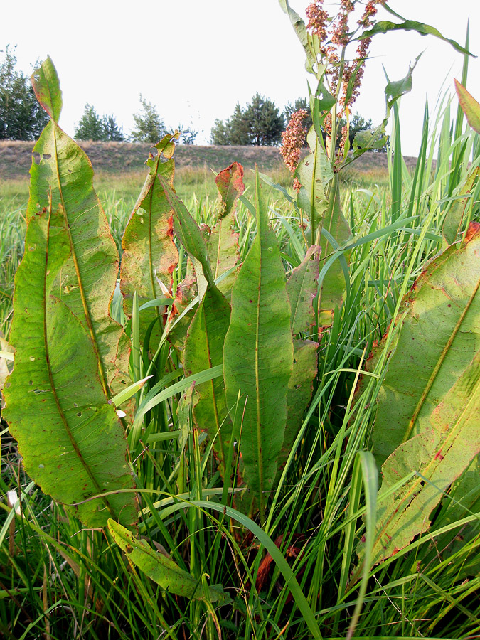 Изображение особи Rumex hydrolapathum.