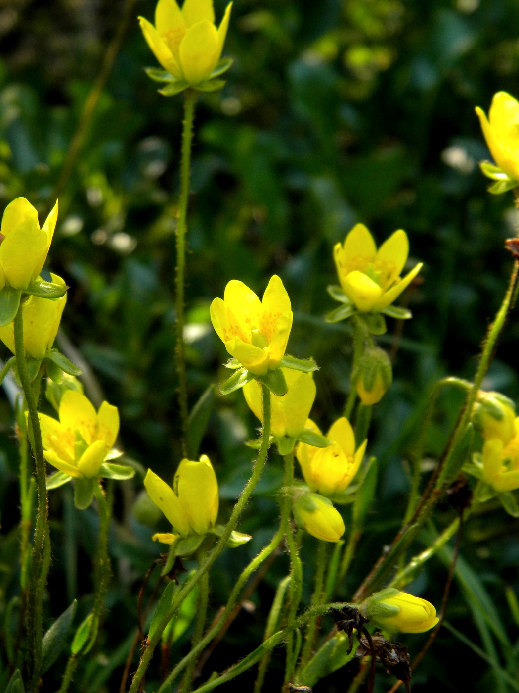 Изображение особи Saxifraga hirculus.