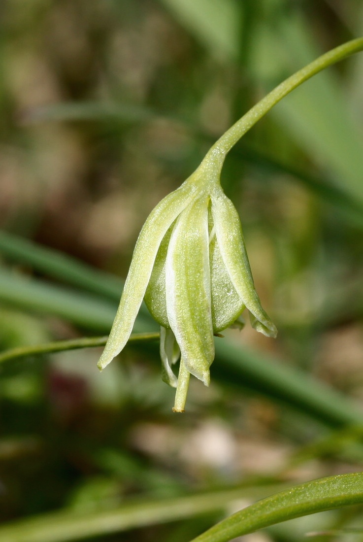 Image of Gagea lutea specimen.