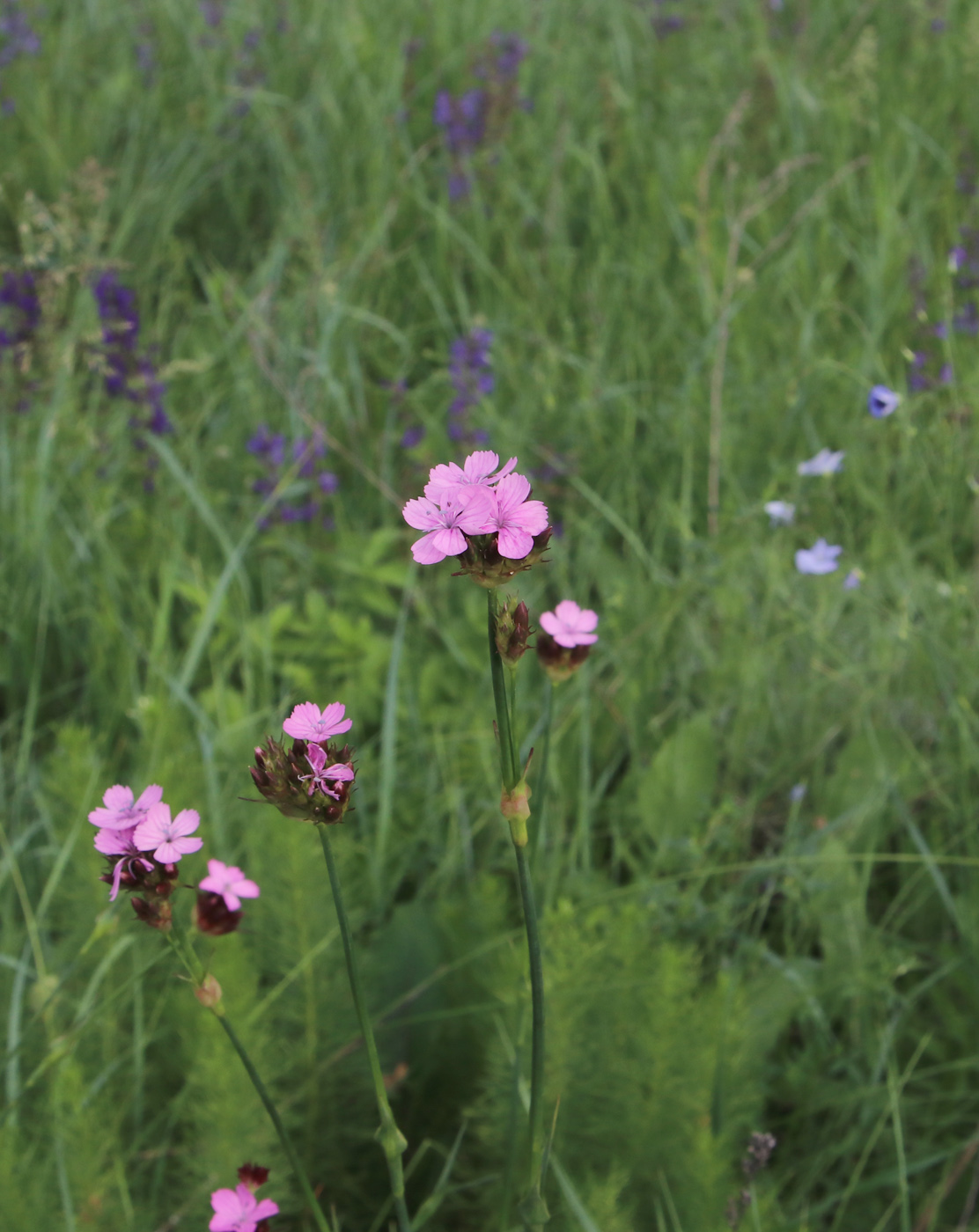 Image of Dianthus andrzejowskianus specimen.