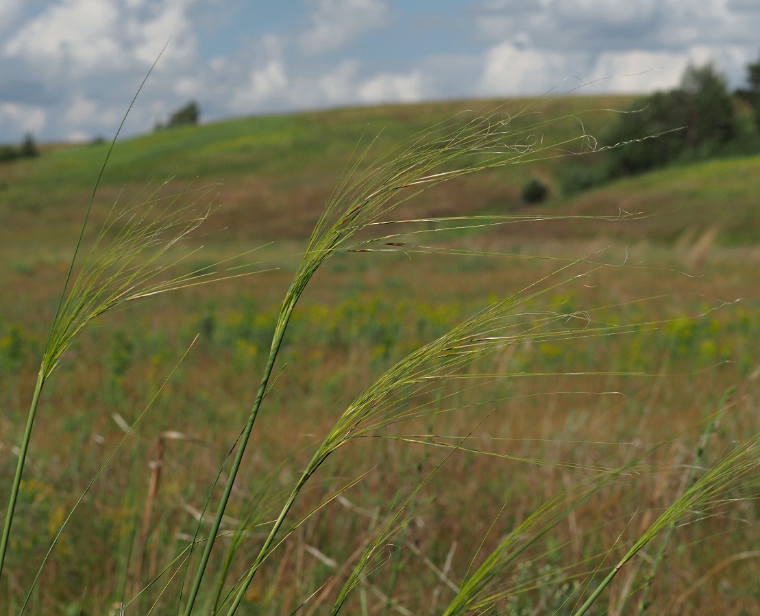 Изображение особи Stipa capillata.