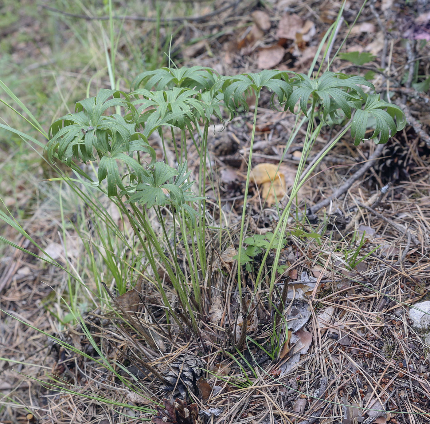 Изображение особи Pulsatilla patens.