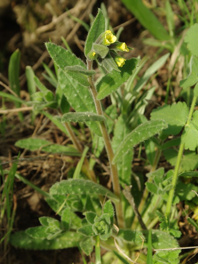 Image of Nonea flavescens specimen.