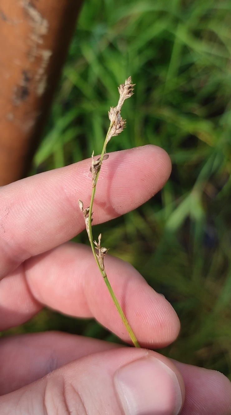 Image of genus Carex specimen.