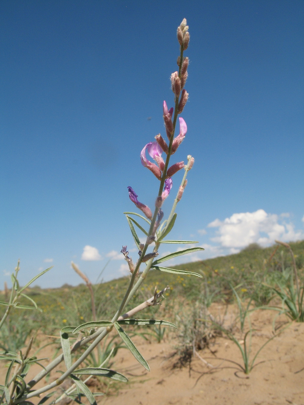 Image of Astragalus brachypus specimen.