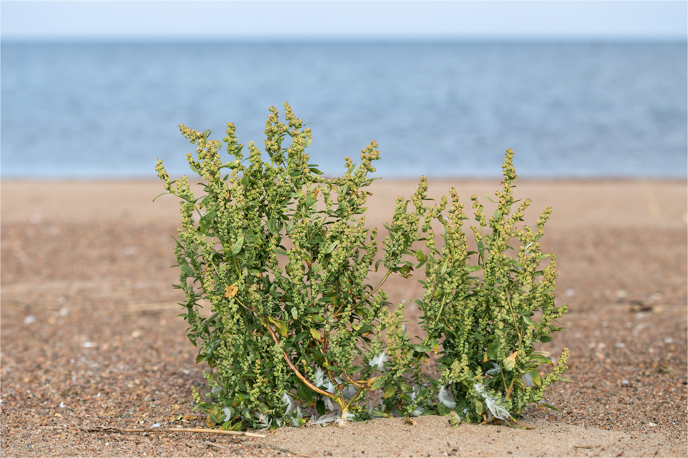 Image of genus Chenopodium specimen.