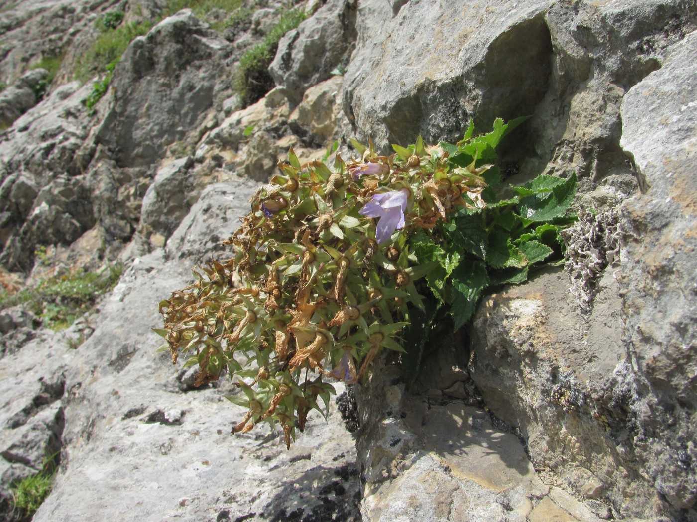 Image of Campanula ossetica specimen.