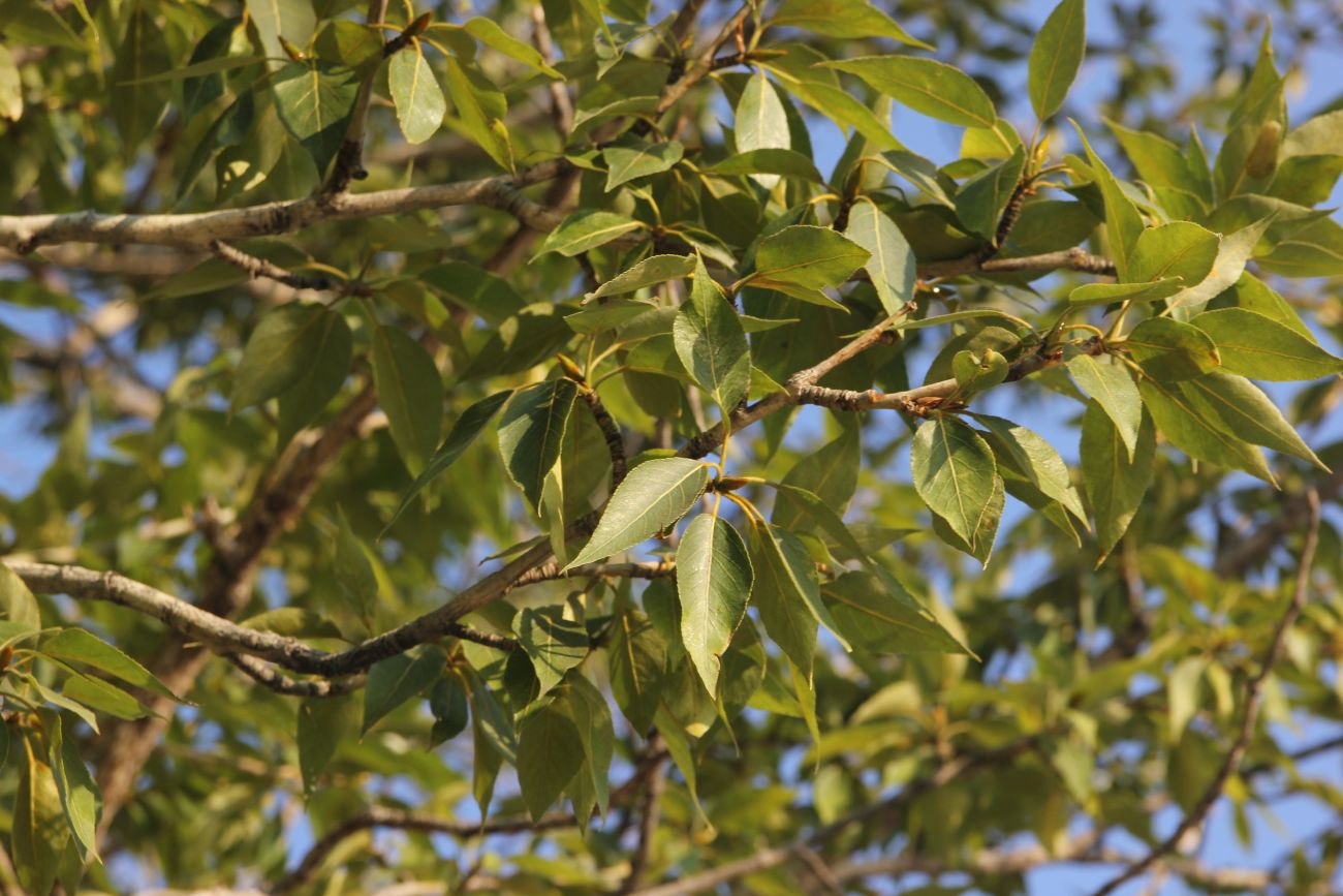 Изображение особи Populus laurifolia.