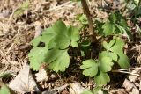 Corydalis solida. Нижняя часть отцветающего и плодоносящего растения. Беларусь, Витебская обл., пос. Езерище, дендрарий Езерищеского лесничества, бровка склона к озеру, под липами. 05.05.2022.