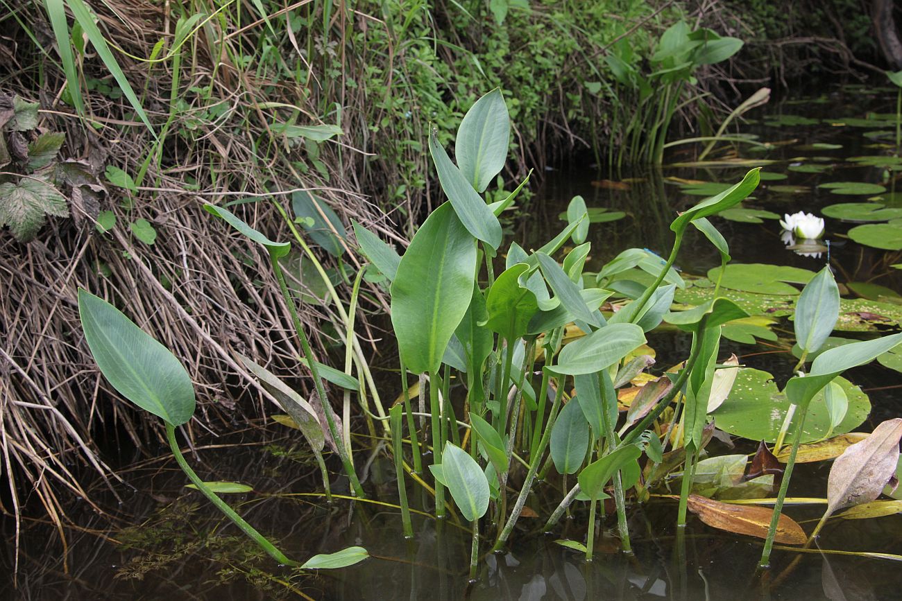 Image of Alisma plantago-aquatica specimen.