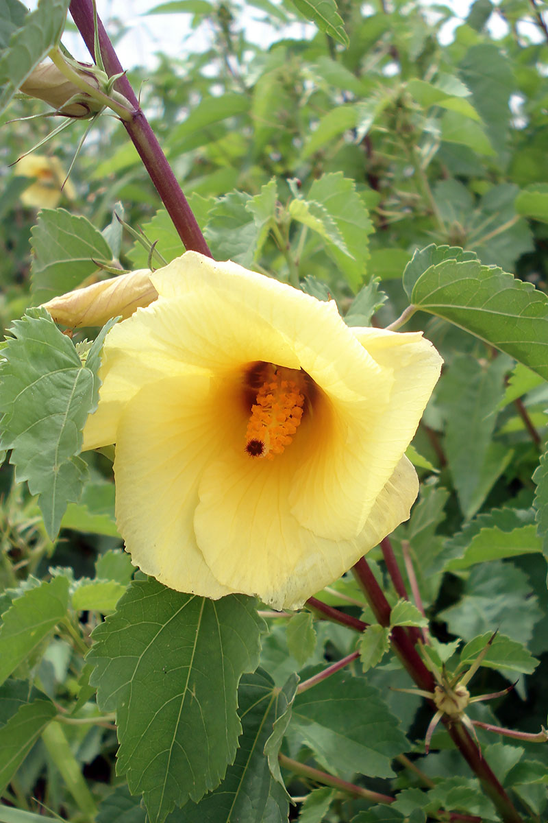 Image of Hibiscus calyphyllus specimen.