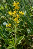 Lysimachia verticillaris. Верхушка цветущего растения. Краснодарский край, Лазаревский р-н, мкр-н Дагомыс, гора Успенка, 120 м н.у.м., поляна. 12.06.2022.