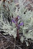 Orobanche amoena