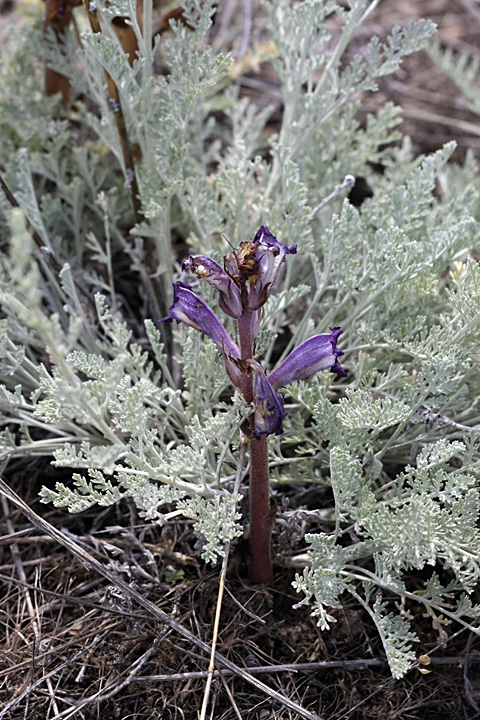 Изображение особи Orobanche amoena.