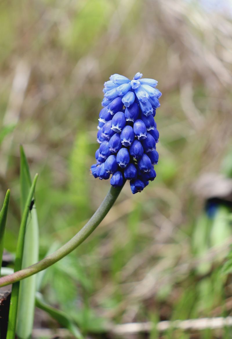 Image of Muscari botryoides specimen.