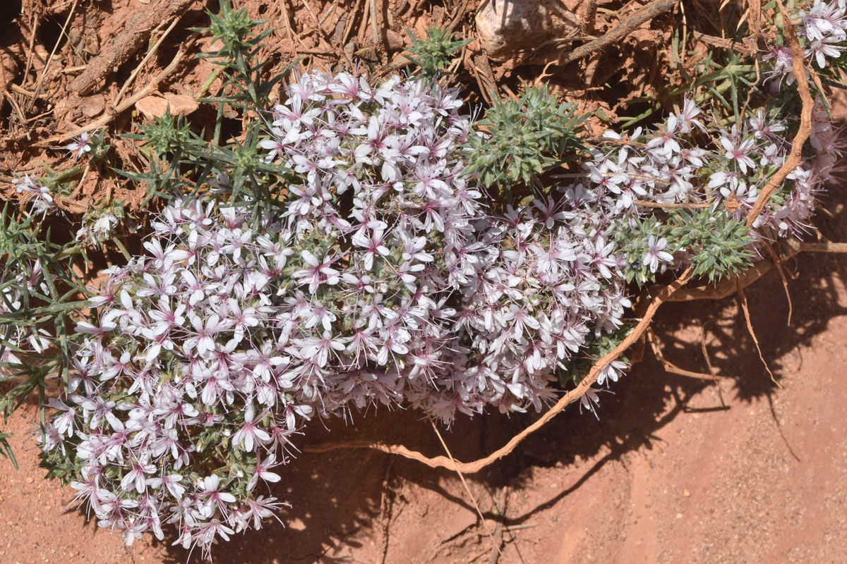 Изображение особи Acanthophyllum pungens.