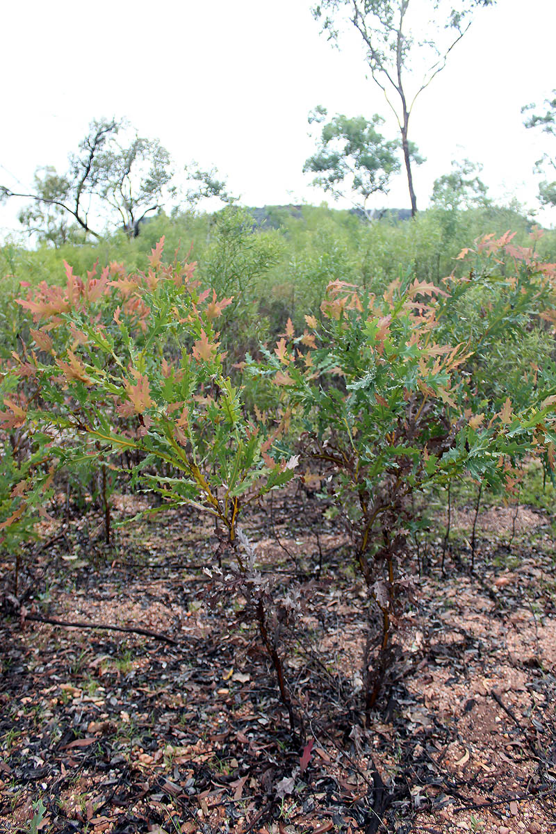 Изображение особи род Banksia.