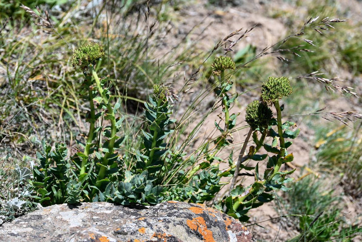 Image of Rhodiola heterodonta specimen.