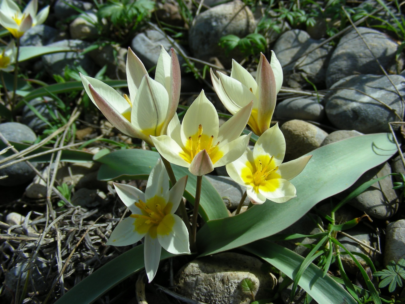 Image of Tulipa turkestanica specimen.