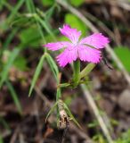 Dianthus imereticus