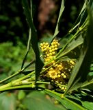 Mahonia fortunei