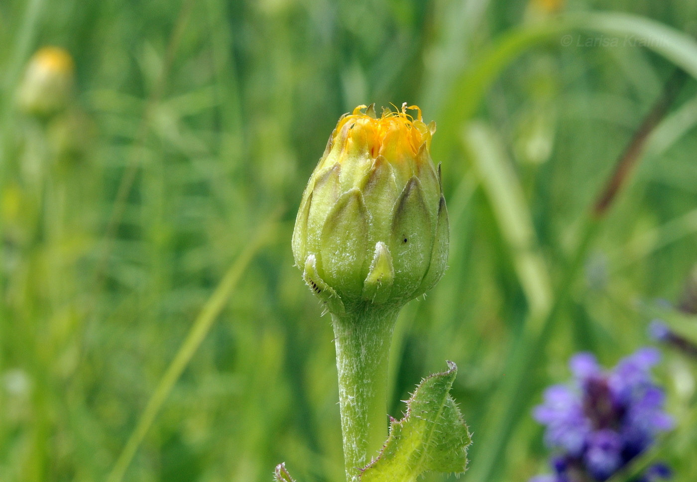 Изображение особи Trommsdorffia ciliata.