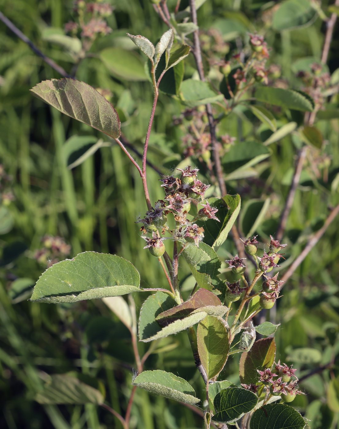 Image of Amelanchier spicata specimen.