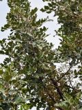 Ceratonia siliqua. Верхушка ветви с незрелыми соплодиями. Марокко, обл. Марракеш - Сафи, хр. Высокий Атлас, перевал Тизи-н'Тишка, ≈ 2000 м н.у.м., сухой склон. 01.01.2023.