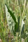 Plantago maxima. Лист и части генеративных побегов. Волгоградская обл., Иловлинский р-н, окр. хут. Вилтов, дол. р. Дон, разнотравная степь. 31.05.2022.