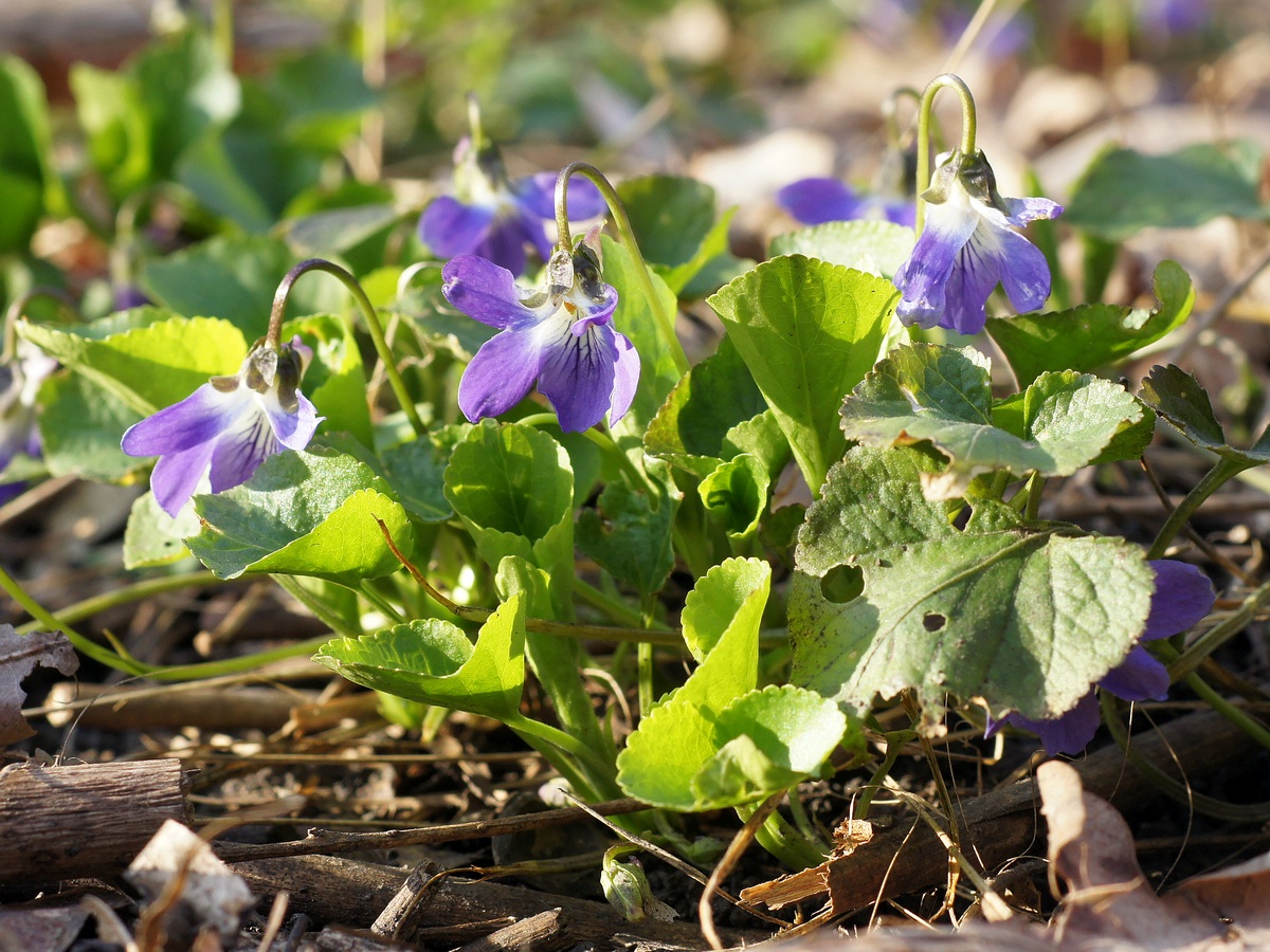 Изображение особи род Viola.