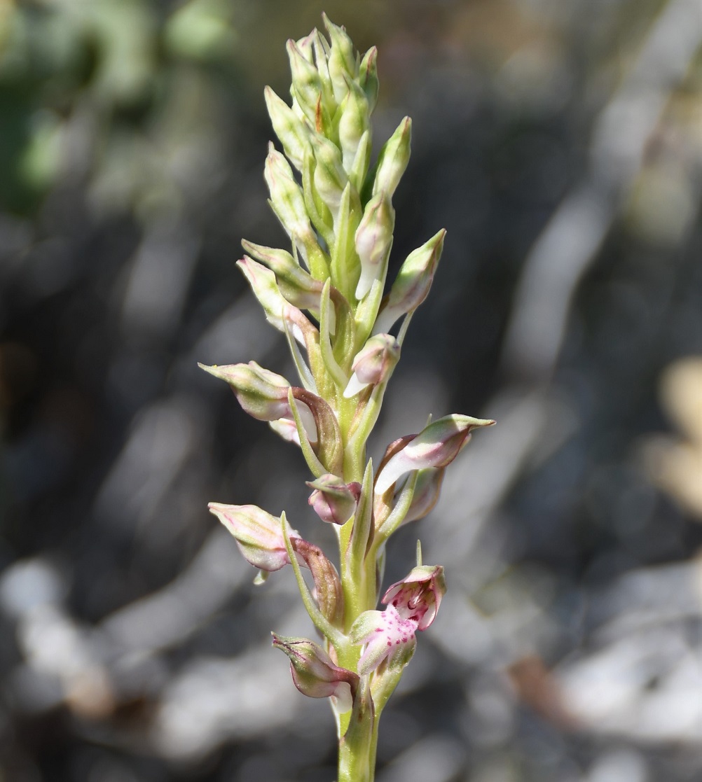 Image of Anacamptis coriophora ssp. fragrans specimen.