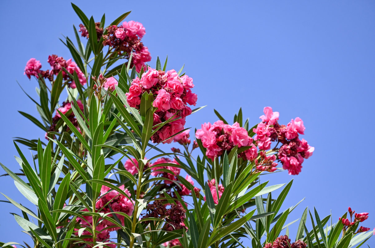 Изображение особи Nerium oleander.