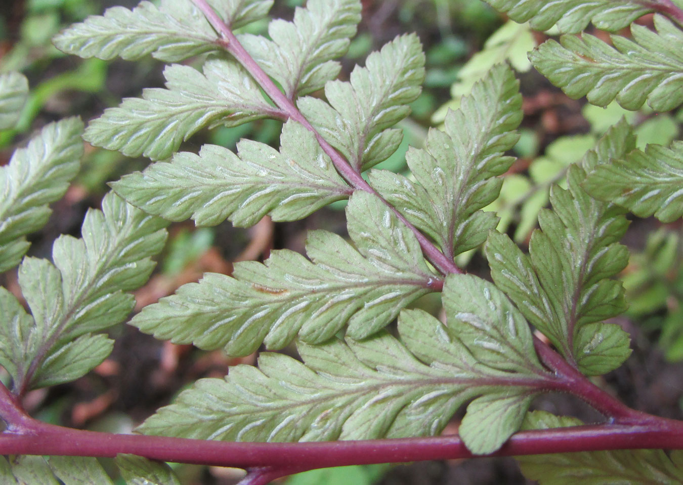 Image of Athyrium otophorum specimen.