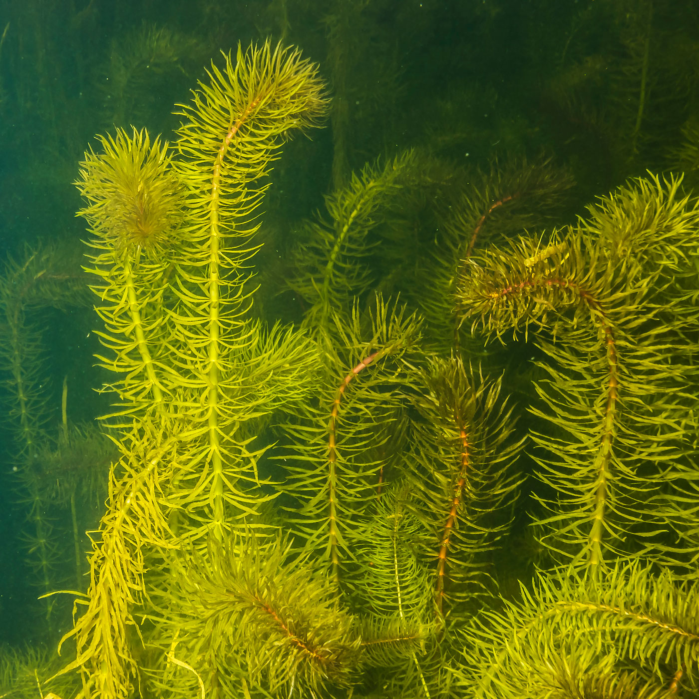 Image of Hippuris vulgaris specimen.