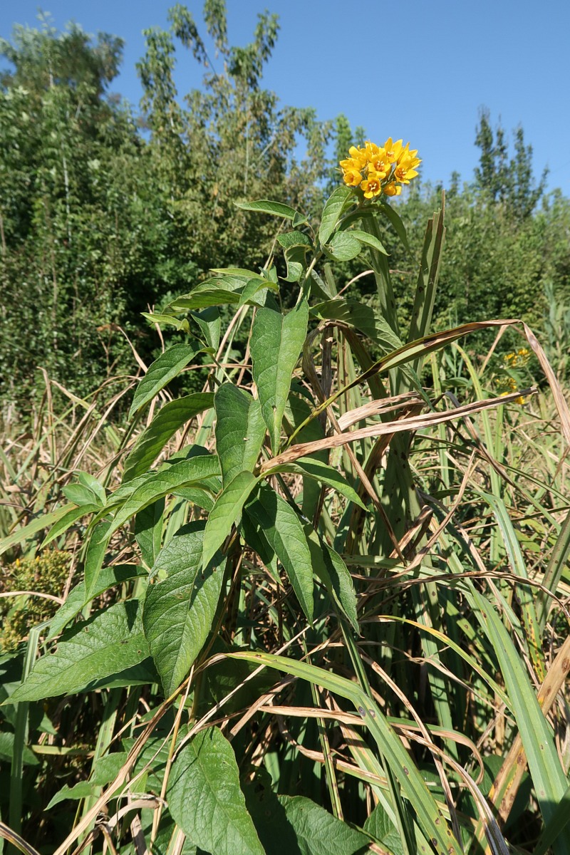 Изображение особи Lysimachia vulgaris.