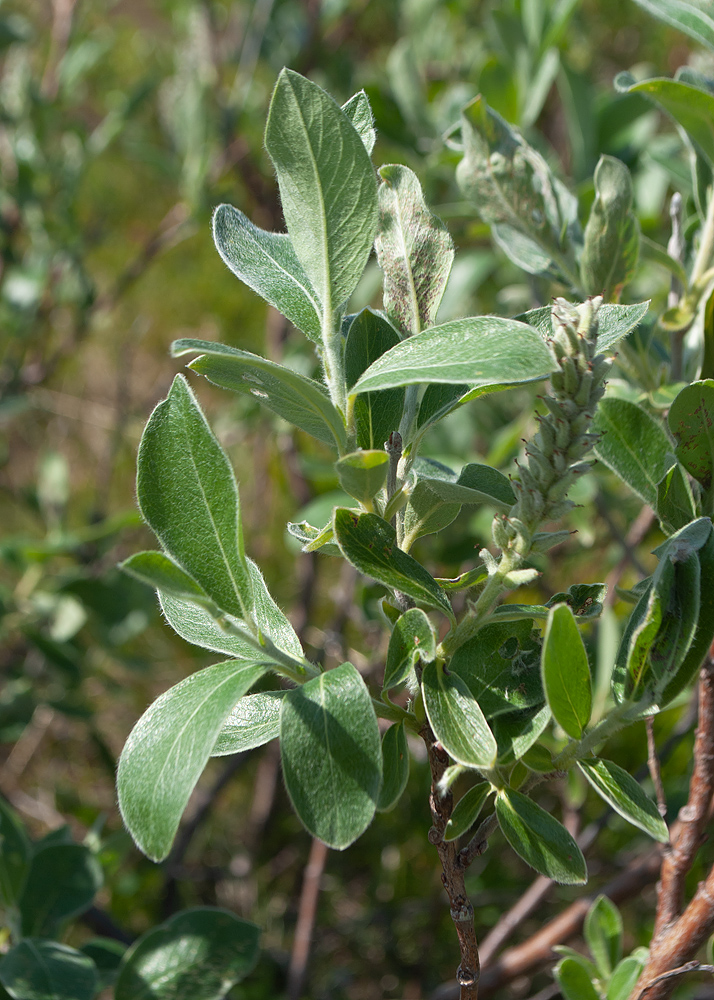 Изображение особи Salix glauca.