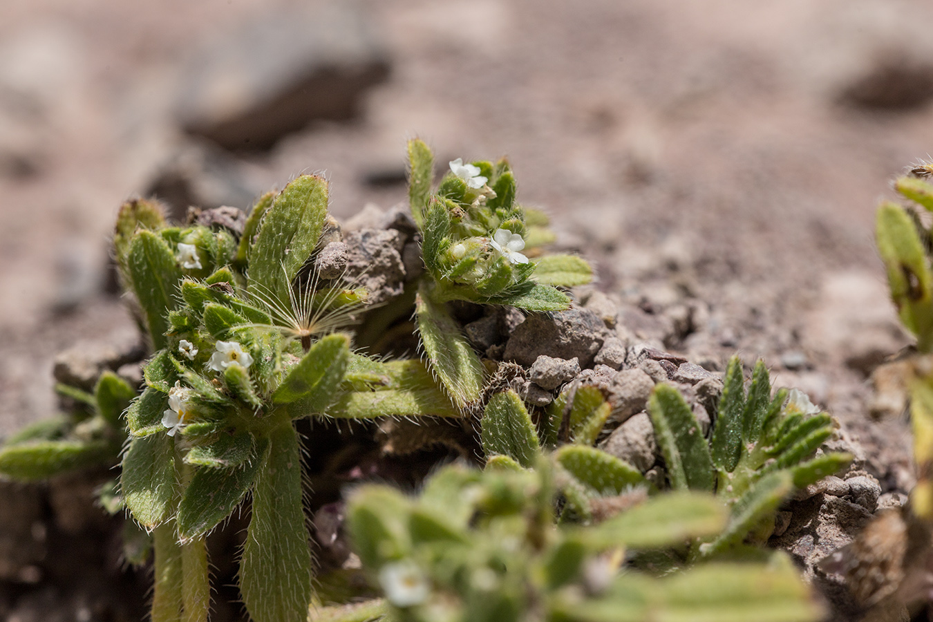 Image of Trigonocaryum involucratum specimen.