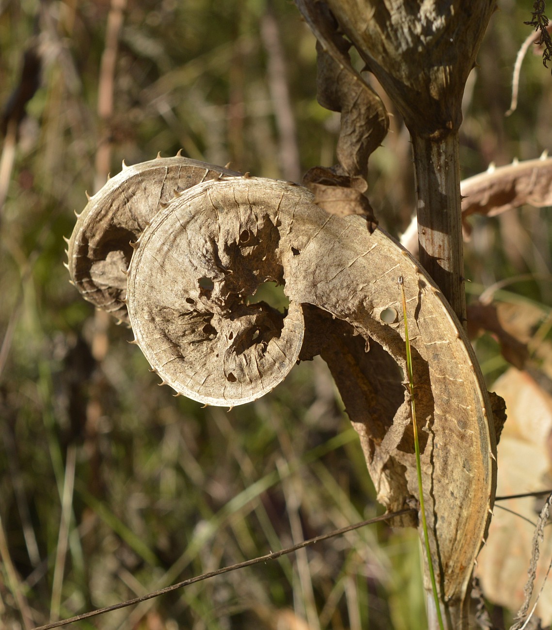 Изображение особи Dipsacus fullonum.