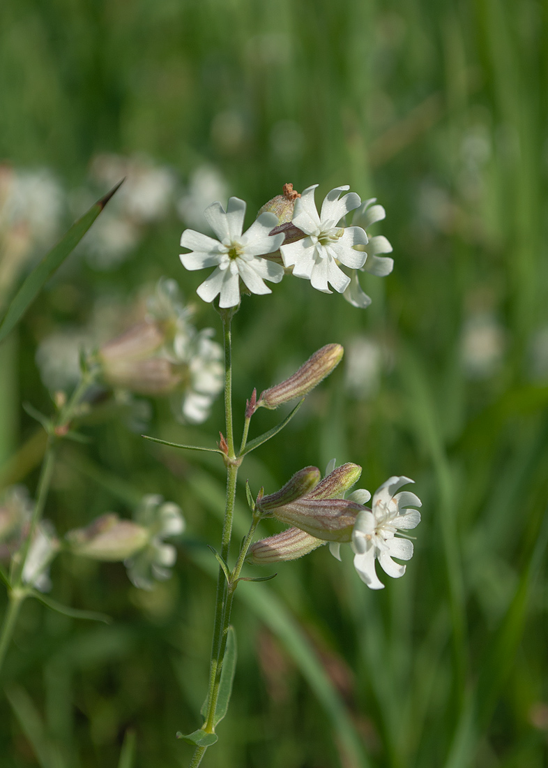 Image of Silene amoena specimen.