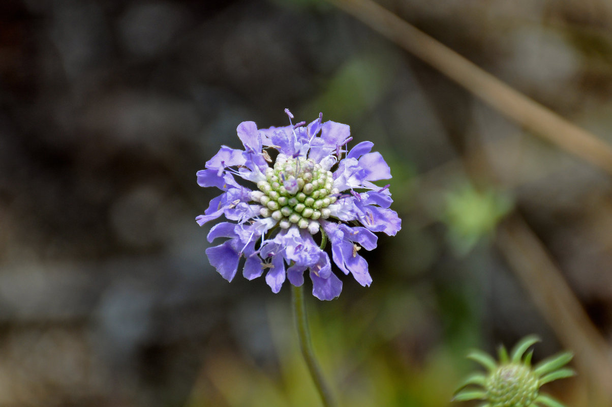 Image of Scabiosa lachnophylla specimen.