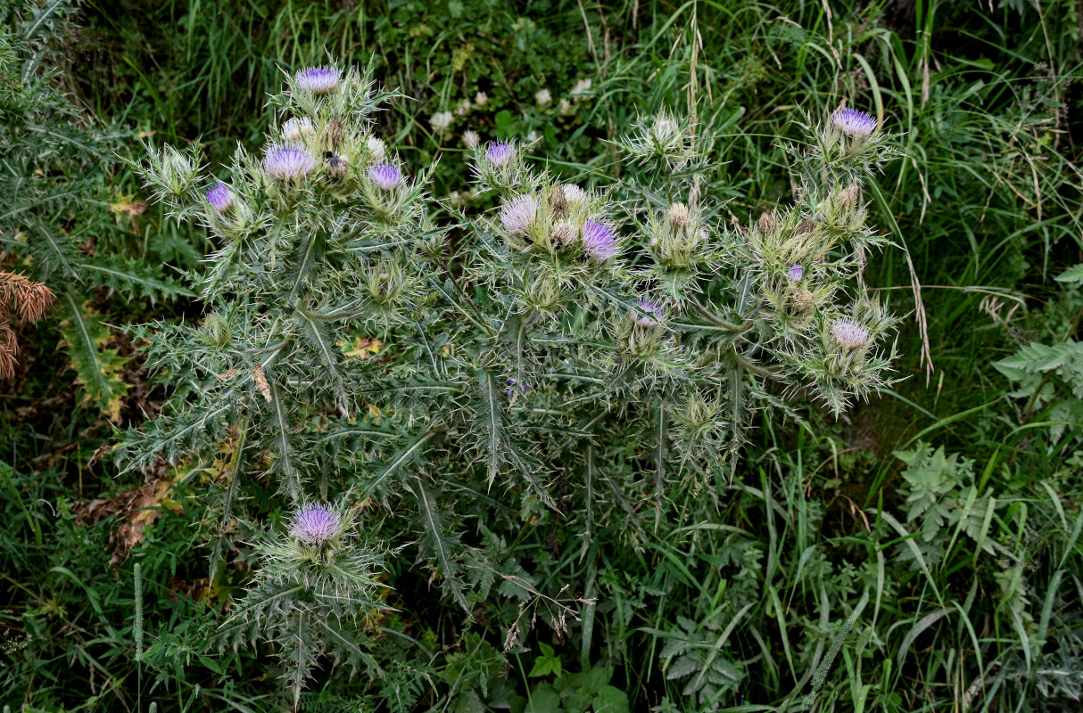 Изображение особи Cirsium obvallatum.