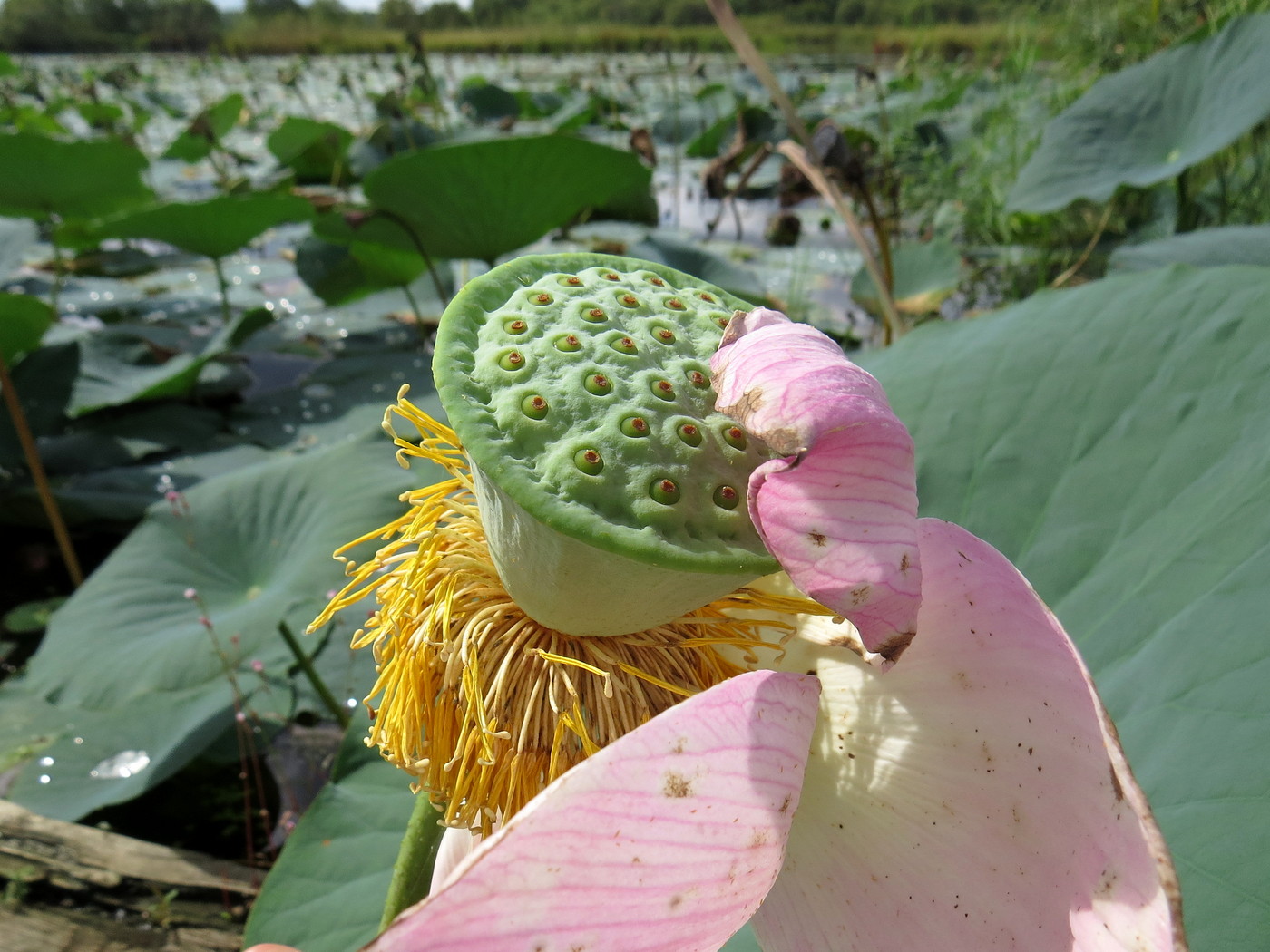 Image of Nelumbo komarovii specimen.