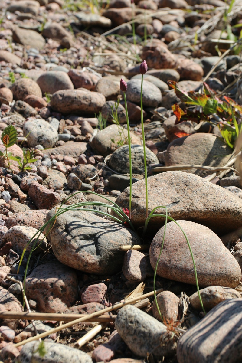 Image of Allium schoenoprasum specimen.