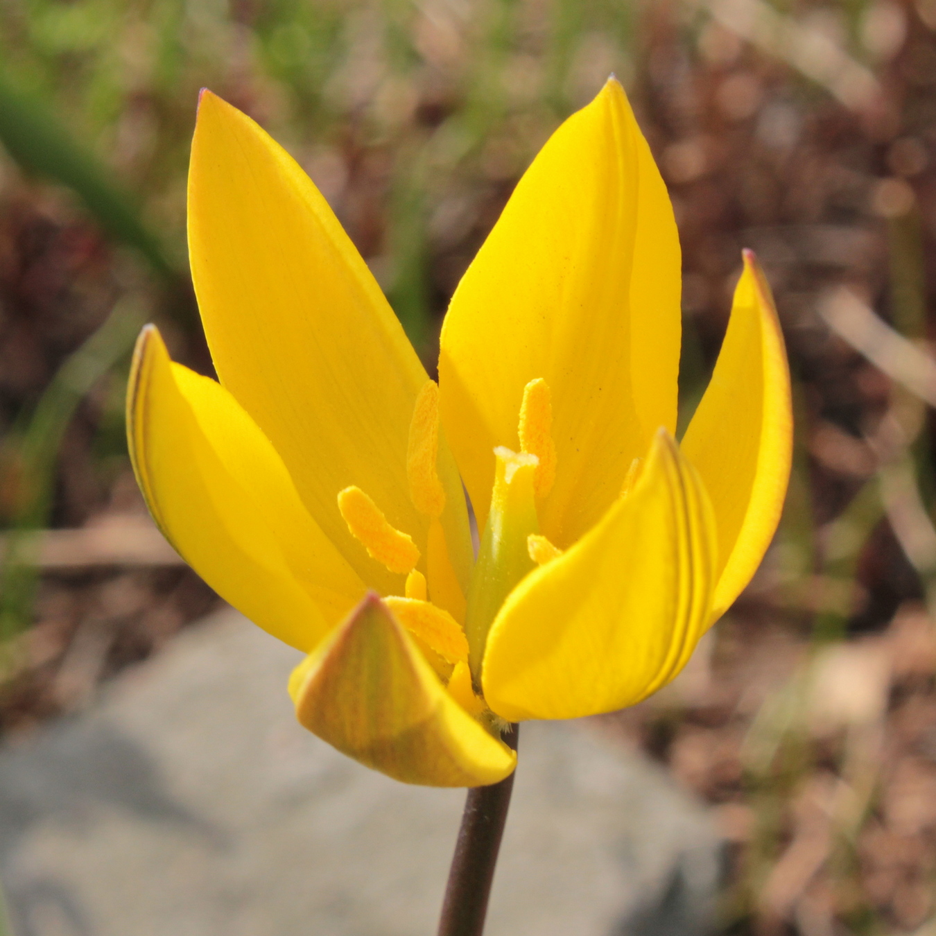 Image of Tulipa neustruevae specimen.